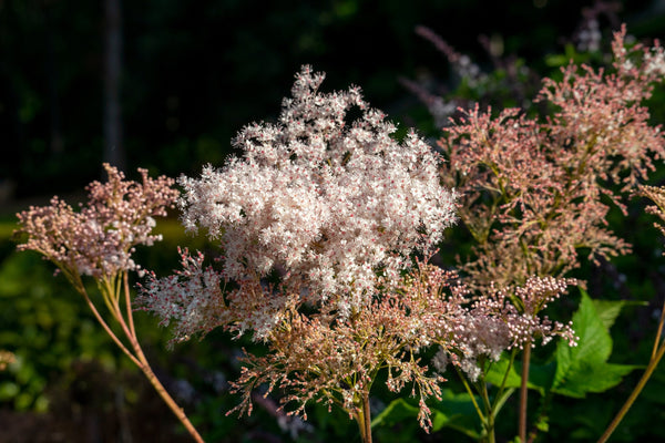 Siberian Meadowsweet Seeds