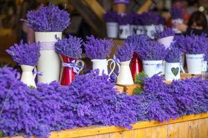 Dwarf Munstead Lavender Seeds
