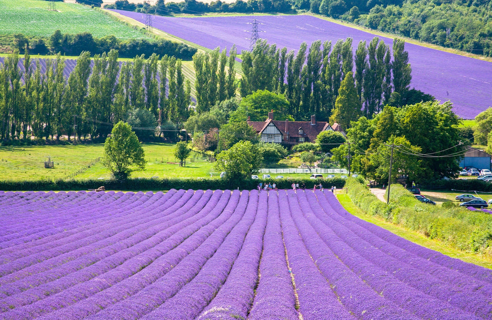 Dwarf Munstead Lavender Seeds