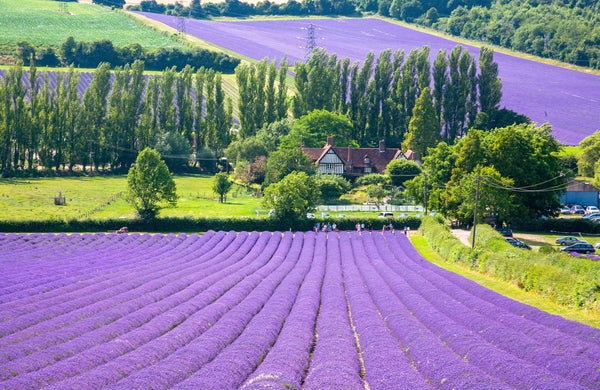 Dwarf Munstead Lavender Seeds
