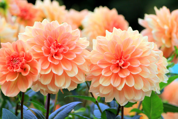 Watercolor Mix Dahlia Seeds