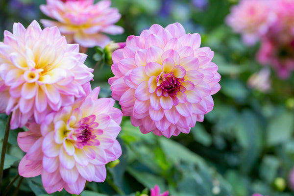Watercolor Mix Dahlia Seeds