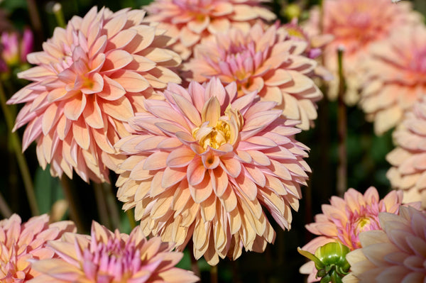 Watercolor Mix Dahlia Seeds
