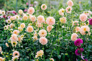 Watercolor Mix Dahlia Seeds