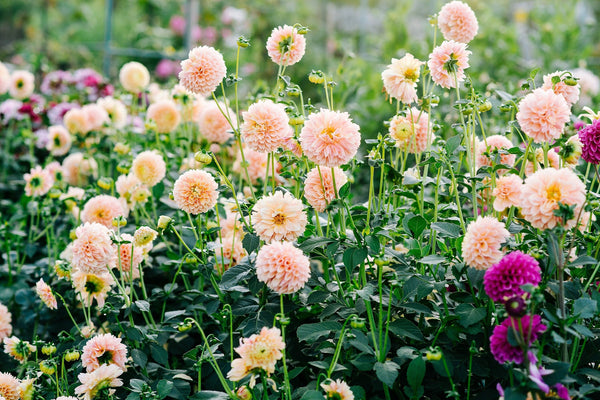 Watercolor Mix Dahlia Seeds