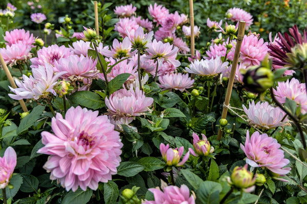Watercolor Mix Dahlia Seeds