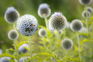 Giant Globe Thistle Seeds