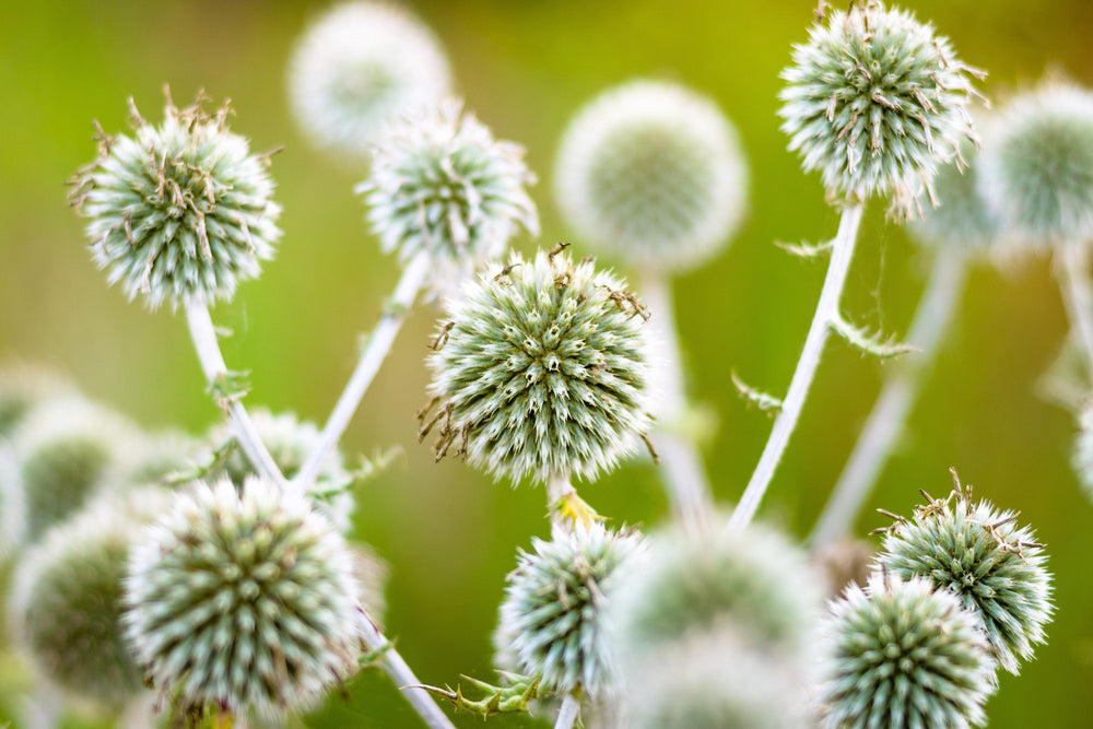 Giant Globe Thistle Seeds