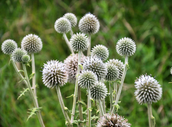 Giant Globe Thistle Seeds