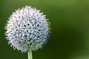 Giant Globe Thistle Seeds