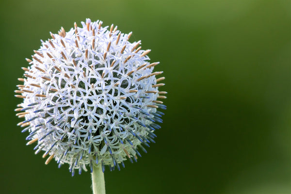 Giant Globe Thistle Seeds