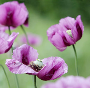 Turkish Blue Poppy Seeds- Certified Organic
