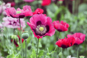 Turkish Blue Poppy Seeds- Certified Organic