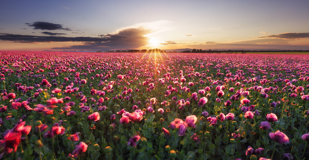 Turkish Blue Poppy Seeds- Certified Organic