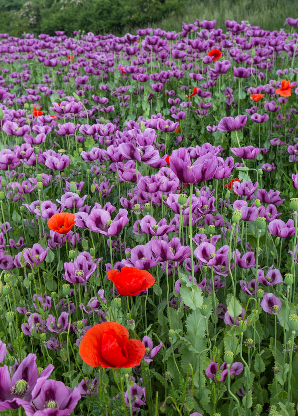 Turkish Blue Poppy Seeds- Certified Organic