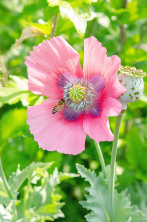 Turkish Blue Poppy Seeds- Certified Organic
