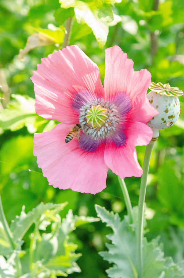 Turkish Blue Poppy Seeds- Certified Organic