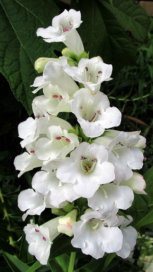 Native Mix Penstemon Seeds