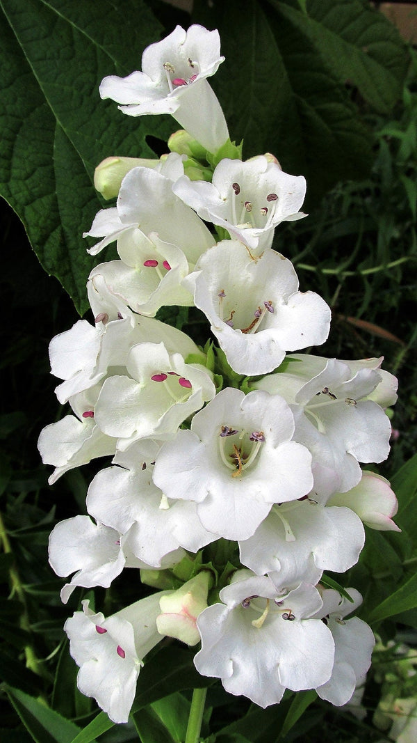 Native Mix Penstemon Seeds