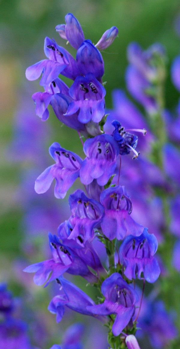 Native Mix Penstemon Seeds