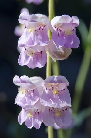 Native Mix Penstemon Seeds