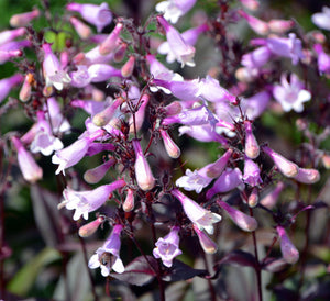 Native Mix Penstemon Seeds