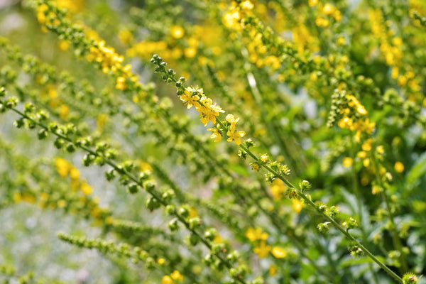 Church Steeples Seeds