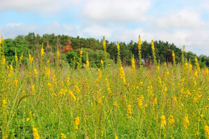 Church Steeples Seeds