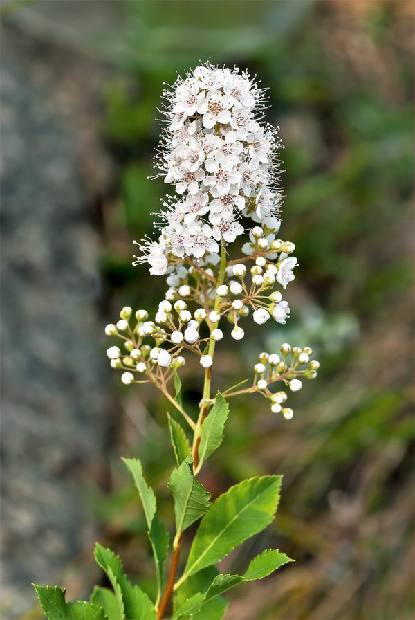 White Meadowsweet Seeds