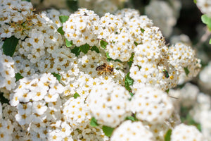 White Meadowsweet Seeds