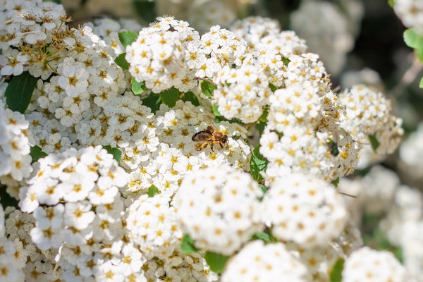 White Meadowsweet Seeds