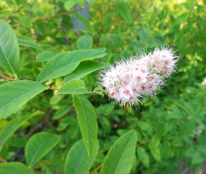 White Meadowsweet Seeds