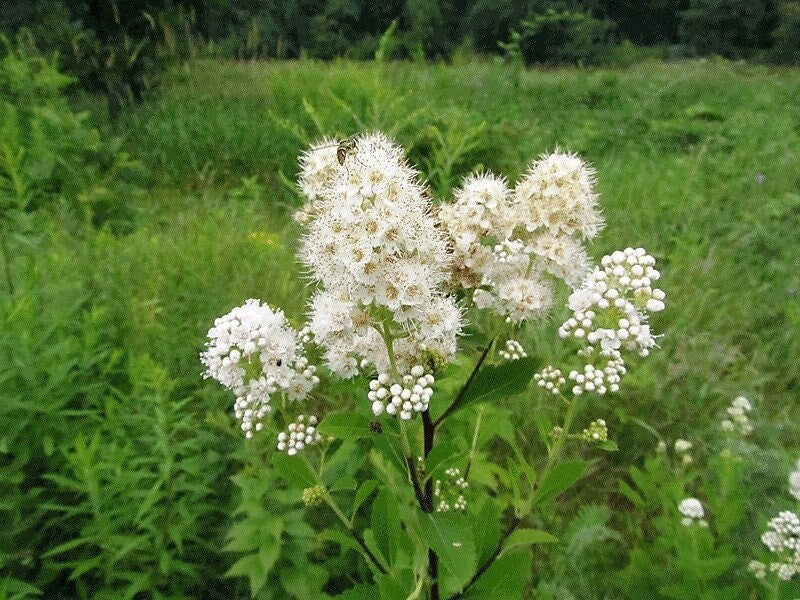 White Meadowsweet Seeds