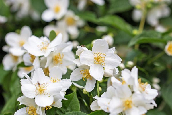 Western Mock Orange Seeds
