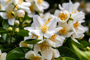 Western Mock Orange Seeds
