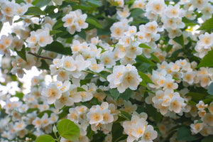 Western Mock Orange Seeds