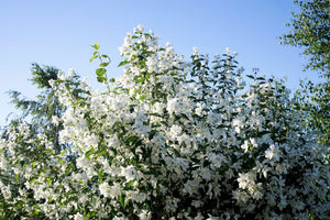 Western Mock Orange Seeds