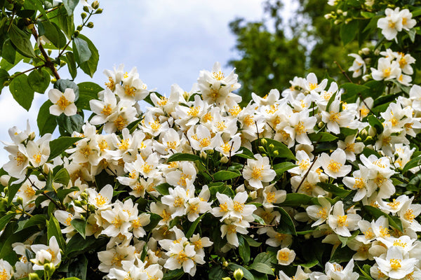 Western Mock Orange Seeds