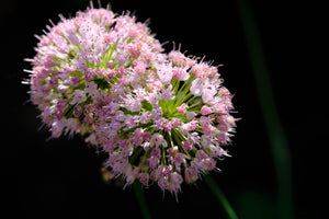 Mouse Garlic Seeds