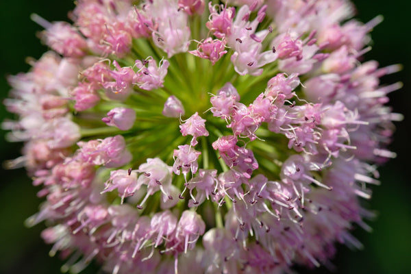 Mouse Garlic Seeds
