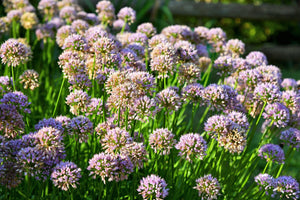 Mouse Garlic Seeds
