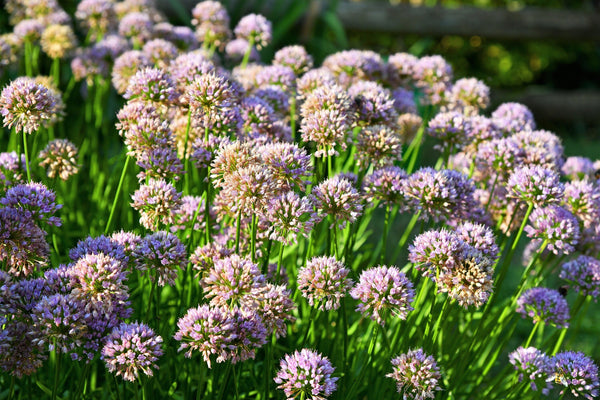 Mouse Garlic Seeds