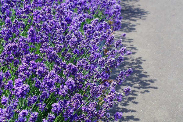 Dwarf Munstead Lavender Seeds