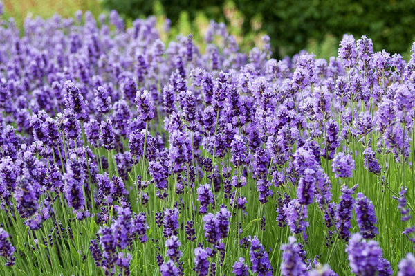 Dwarf Munstead Lavender Seeds