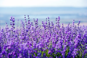 Dwarf Munstead Lavender Seeds