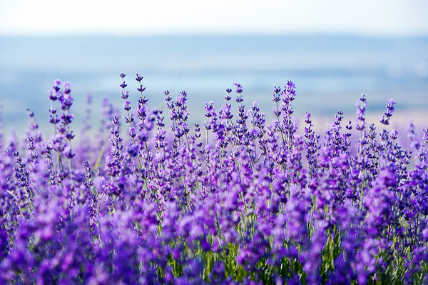 Dwarf Munstead Lavender Seeds