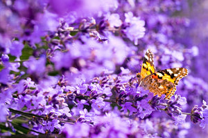 Dwarf Munstead Lavender Seeds