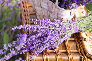 Dwarf Munstead Lavender Seeds