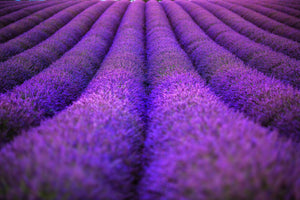 Dwarf Munstead Lavender Seeds