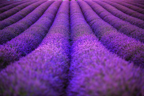 Dwarf Munstead Lavender Seeds